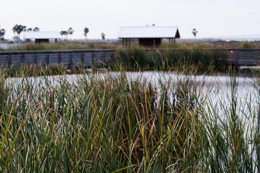 Bird blind on South Padre Island, TX.