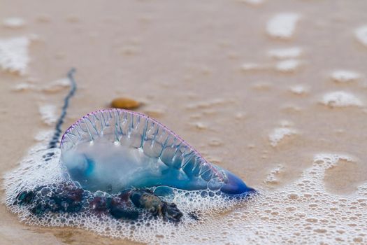 Portuguese Man O War Jellyfish on the beach of South padre, TX.