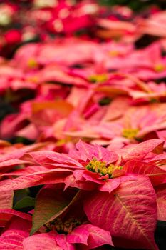 Bright poinsettias for the Christmas/holiday season.