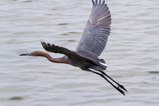 Raddish heron in native habitat on South Padre Island, TX.