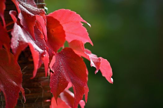 Autumn background. Beautiful colorful leaves from a tree. Fall time in the nature. Water drops - concept for rainy season.