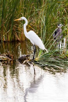 Snowy egret in natural habitat on South Padre Island, TX.