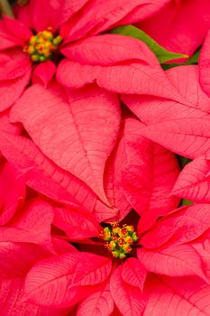 Bright poinsettias for the Christmas/holiday season.