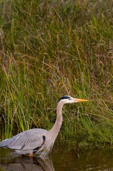 Great blue heron in natural habitat on South Padre Island, TX.