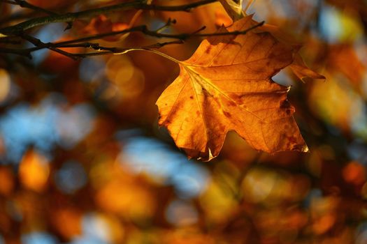 Autumn background. Beautiful colorful leaves from a tree. Fall time in the nature.