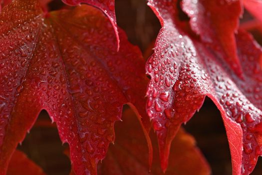 Autumn background. Beautiful colorful leaves from a tree. Fall time in the nature. Water drops - concept for rainy season.