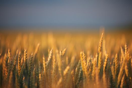 Wheat ears in the field, food background. Ears of wheat ripen in the field. Wheat field, agriculture, agricultural background. Ecological clean food, food safety.