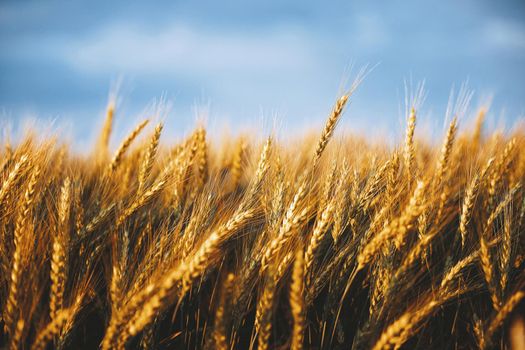 Wheat in the rays of dawn. Ears of wheat ripen in the field. Wheat field, agriculture, agricultural background. Ecological clean food, food safety. Green wheat fields.