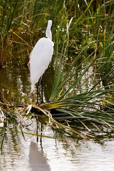 Snowy egret in natural habitat on South Padre Island, TX.