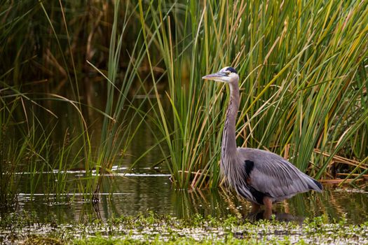 Great blue heron in natural habitat on South Padre Island, TX.
