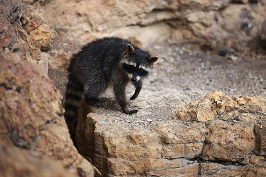 Wild Raccoon. Procyon lotor. Funny young raccoons live and play on a rock. Wildlife America.