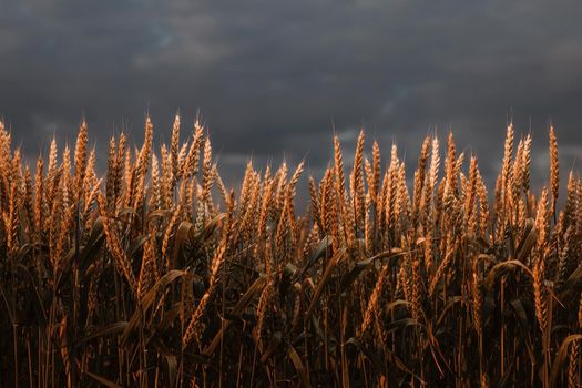 Wheat in the rays of dawn. Ears of wheat ripen in the field. Wheat field, agriculture, agricultural background. Ecological clean food, food safety. Green wheat fields.