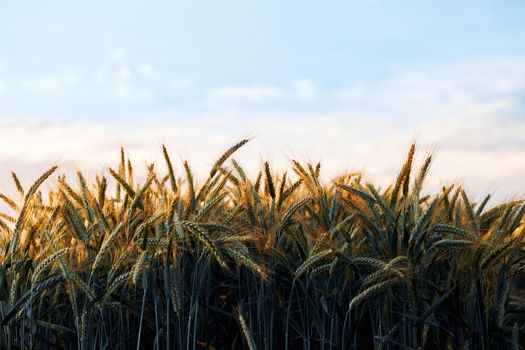 Wheat in the rays of dawn. Ears of wheat ripen in the field. Wheat field, agriculture, agricultural background. Ecological clean food, food safety. Green wheat fields.