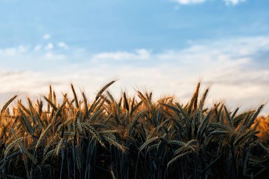 Wheat in the rays of dawn. Ears of wheat ripen in the field. Wheat field, agriculture, agricultural background. Ecological clean food, food safety. Green wheat fields.