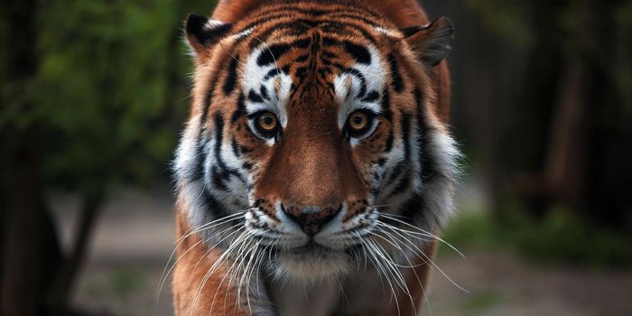 Portrait of a beautiful tiger. Big cat close-up. Tiger looks at you, portrait of a tiger. Portrait of a big cat.