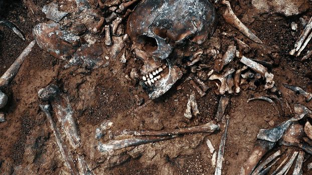 Archaeological excavations, Human remains in the ground. War crime scene. Site of a mass shooting of people. Human remains - bones of skeleton, skulls.