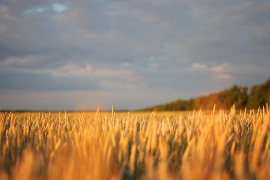 Wheat ears in the field, food background. Ears of wheat ripen in the field. Wheat field, agriculture, agricultural background. Ecological clean food, food safety.
