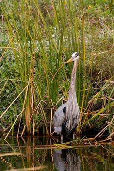 Great blue heron in natural habitat on South Padre Island, TX.