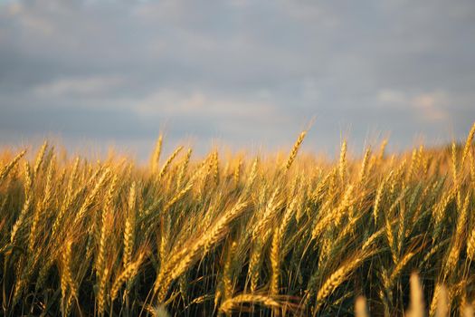 Wheat ears in the field, food background. Ears of wheat ripen in the field. Wheat field, agriculture, agricultural background. Ecological clean food, food safety.