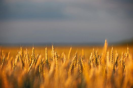Wheat in the rays of dawn. Ears of wheat ripen in the field. Wheat field, agriculture, agricultural background. Ecological clean food, food safety. Green wheat fields.