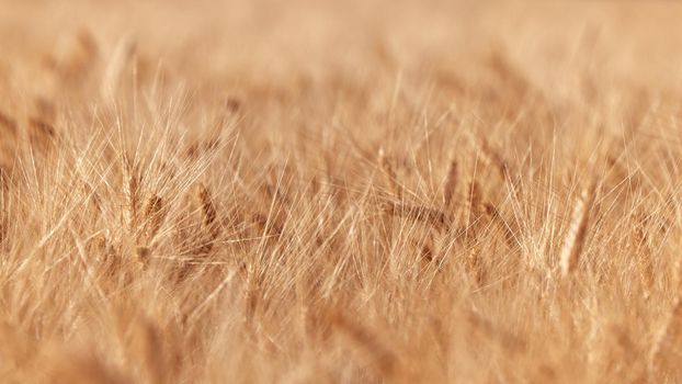 Wheat ears in the field, food background. Ears of wheat ripen in the field. Wheat field, agriculture, agricultural background. Ecological clean food, food safety.