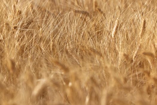 Wheat ears in the field, food background. Ears of wheat ripen in the field. Wheat field, agriculture, agricultural background. Ecological clean food, food safety.