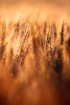 Wheat in the rays of dawn. Ears of wheat ripen in the field. Wheat field, agriculture, agricultural background. Ecological clean food, food safety. Green wheat fields.