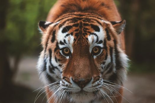 Portrait of a beautiful tiger. Big cat close-up. Tiger looks at you, portrait of a tiger. Portrait of a big cat.