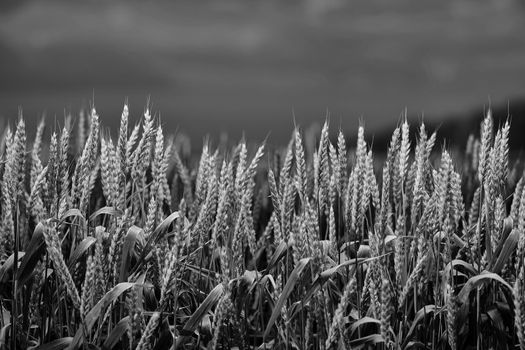 Wheat in the rays of dawn. Ears of wheat ripen in the field. Wheat field, agriculture, agricultural background. Ecological clean food, food safety. Green wheat fields.