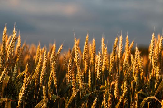 Wheat in the rays of dawn. Ears of wheat ripen in the field. Wheat field, agriculture, agricultural background. Ecological clean food, food safety. Green wheat fields.