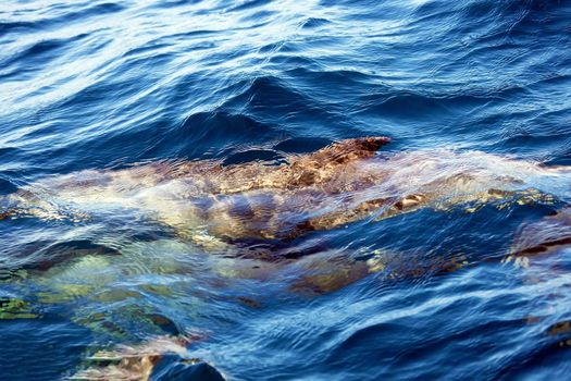 Dolphins under the surface of the water, a view from a boat. Playful dolphin swimming next to the Tour boat. Marine mammal life. Playful dusky dolphins swimming underwater.