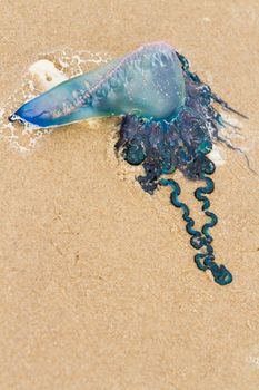 Portuguese Man O War Jellyfish on the beach of South Padre Island, TX.