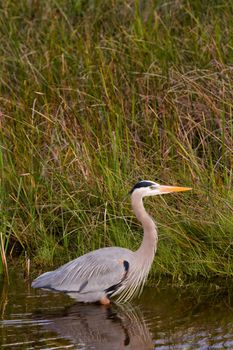 Great blue heron in natural habitat on South Padre Island, TX.