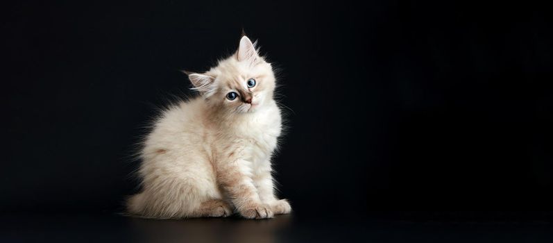 Funny Kitten with bright blue eyes on a black background. Small fluffy kitten of the Neva masquerade cat, subspecies of the Siberian cat.