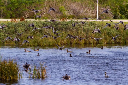 Redhead ducks in natural habitat on South Padre Island, TX.