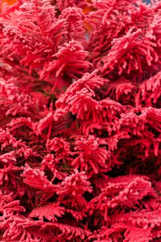 Flocked Christmas Tree with multi colors.