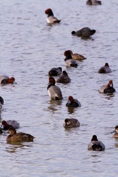 Redhead ducks in natural habitat on South Padre Island, TX.