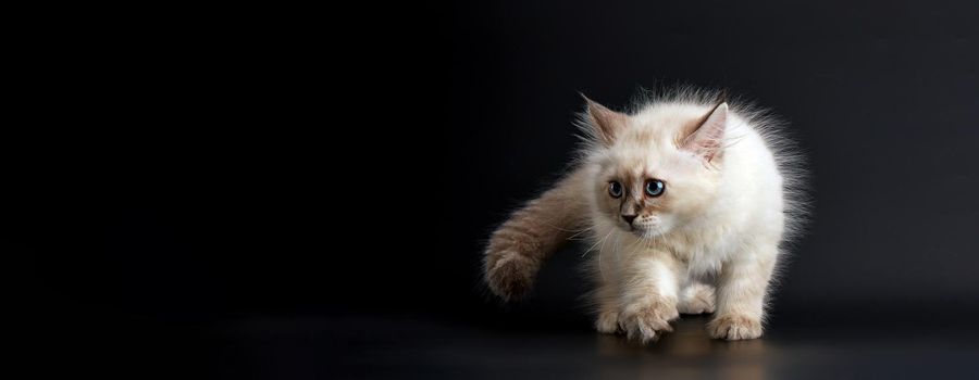 Such different babies - Three Funny kittens with bright blue eyes on a black background. Small fluffy kittens of the Neva masquerade cat (subspecies of the Siberian cat).