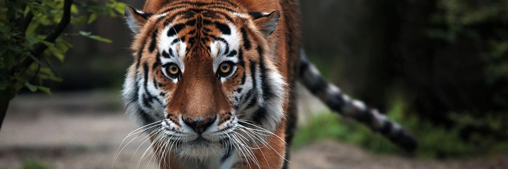 Portrait of a beautiful tiger. Big cat close-up. Tiger looks at you, portrait of a tiger. Portrait of a big cat.