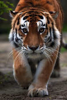 Portrait of a beautiful tiger. Big cat close-up. Tiger looks at you, portrait of a tiger. Portrait of a big cat.