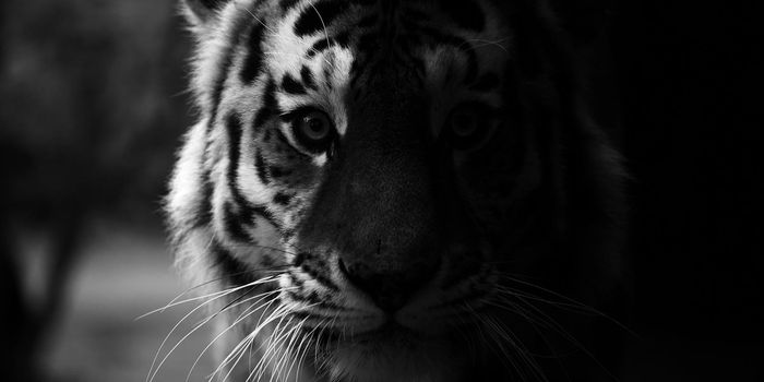 Portrait of a beautiful tiger. Big cat close-up. Tiger looks at you, portrait of a tiger. Portrait of a big cat.