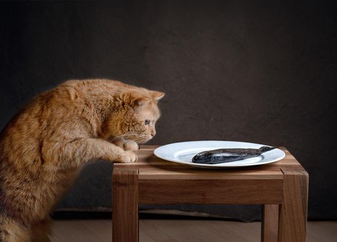 red fluffy cat - a fashion model now he is aiming at a fish that lies on a chair and attracts a cat in front of the camera on a dark background High quality photo