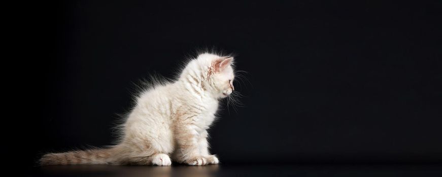 Such different babies - Three Funny kittens with bright blue eyes on a black background. Small fluffy kittens of the Neva masquerade cat (subspecies of the Siberian cat).