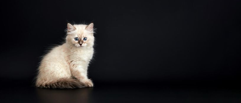 Funny Kitten with bright blue eyes on a black background. Small fluffy kitten of the Neva masquerade cat (subspecies of the Siberian cat)