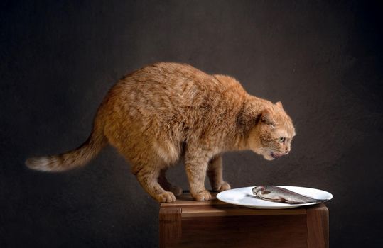 red fluffy cat - a fashion model now he is aiming at a fish that lies on a chair and attracts a cat in front of the camera on a dark background High quality photo