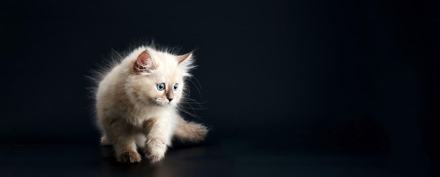 Such different babies - Three Funny kittens with bright blue eyes on a black background. Small fluffy kittens of the Neva masquerade cat (subspecies of the Siberian cat).