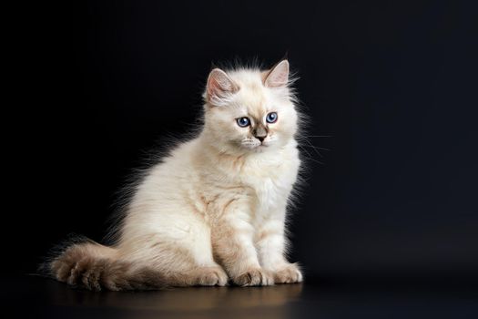 Funny Kitten with bright blue eyes on a black background. Small fluffy kitten of the Neva masquerade cat (subspecies of the Siberian cat)
