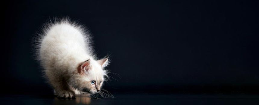 Such different babies - Three Funny kittens with bright blue eyes on a black background. Small fluffy kittens of the Neva masquerade cat (subspecies of the Siberian cat).