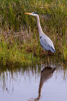 Great blue heron in natural habitat on South Padre Island, TX.