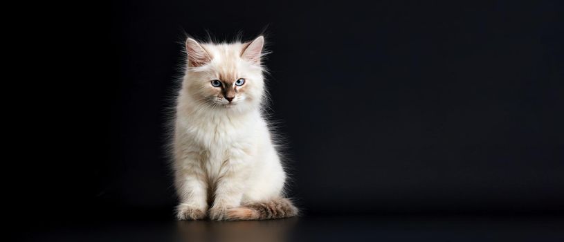 Funny Kitten with bright blue eyes on a black background. Small fluffy kitten of the Neva masquerade cat (subspecies of the Siberian cat).